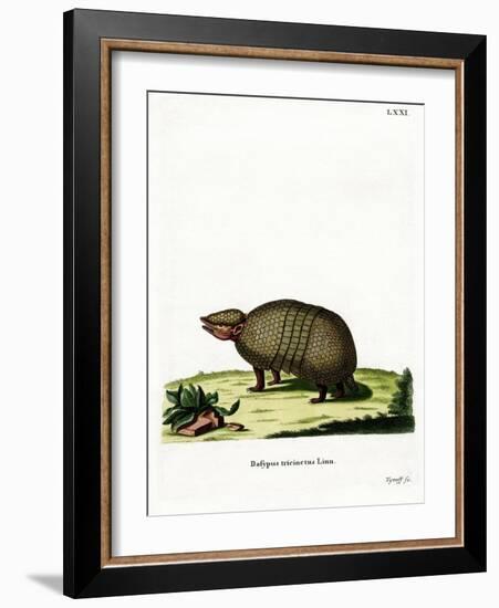 Three-Banded Armadillo-null-Framed Giclee Print