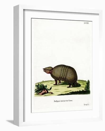 Three-Banded Armadillo-null-Framed Giclee Print