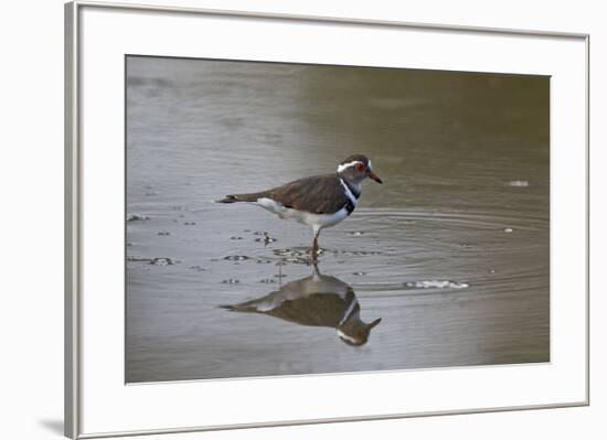 Three-banded plover (Charadrius tricollaris), Selous Game Reserve, Tanzania, East Africa, Africa-James Hager-Framed Photographic Print