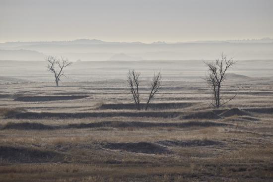 three bare trees on