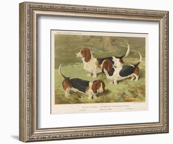 Three Basset Hounds-null-Framed Premium Giclee Print