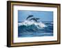 Three Beautiful Dolphins Jumping over Breaking Waves. Hawaii Pacific Ocean Wildlife Scenery. Marine-Willyam Bradberry-Framed Photographic Print