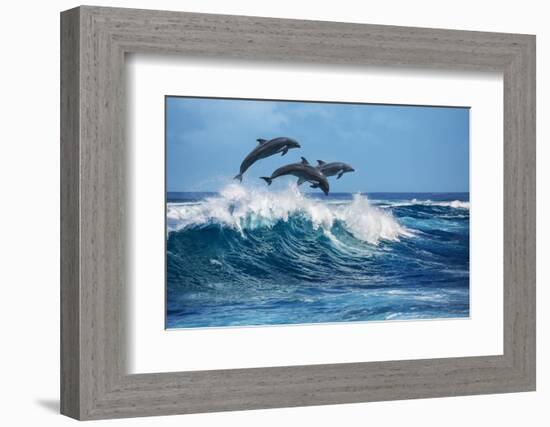 Three Beautiful Dolphins Jumping over Breaking Waves. Hawaii Pacific Ocean Wildlife Scenery. Marine-Willyam Bradberry-Framed Photographic Print