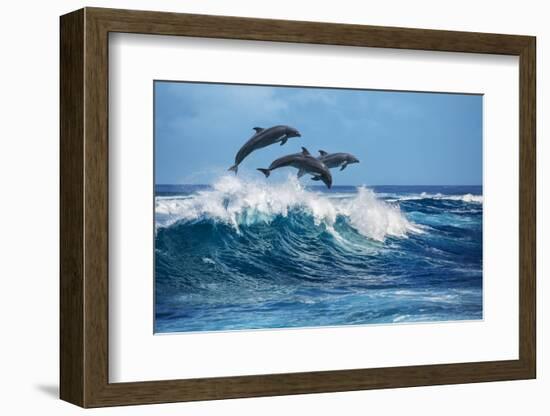 Three Beautiful Dolphins Jumping over Breaking Waves. Hawaii Pacific Ocean Wildlife Scenery. Marine-Willyam Bradberry-Framed Photographic Print