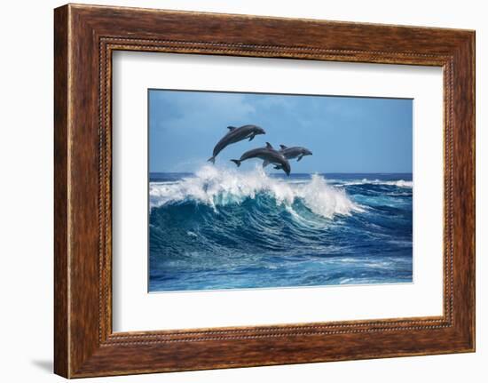 Three Beautiful Dolphins Jumping over Breaking Waves. Hawaii Pacific Ocean Wildlife Scenery. Marine-Willyam Bradberry-Framed Photographic Print