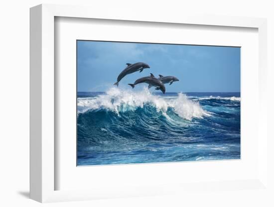 Three Beautiful Dolphins Jumping over Breaking Waves. Hawaii Pacific Ocean Wildlife Scenery. Marine-Willyam Bradberry-Framed Photographic Print