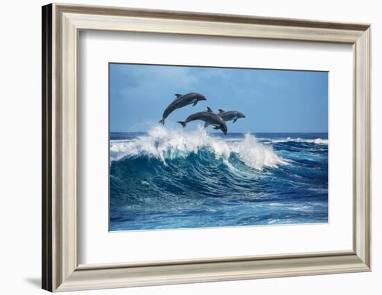 Three Beautiful Dolphins Jumping over Breaking Waves. Hawaii Pacific Ocean Wildlife Scenery. Marine-Willyam Bradberry-Framed Photographic Print