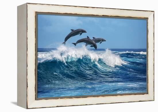 Three Beautiful Dolphins Jumping over Breaking Waves. Hawaii Pacific Ocean Wildlife Scenery. Marine-Willyam Bradberry-Framed Premier Image Canvas