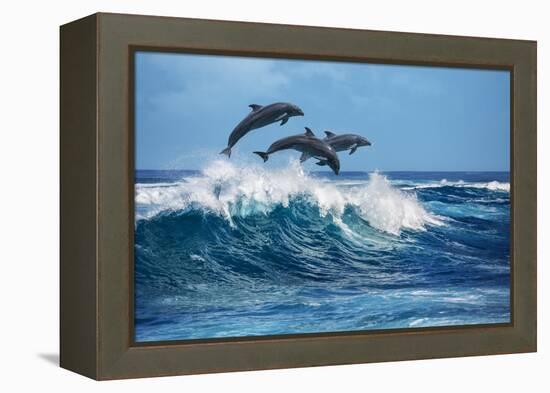 Three Beautiful Dolphins Jumping over Breaking Waves. Hawaii Pacific Ocean Wildlife Scenery. Marine-Willyam Bradberry-Framed Premier Image Canvas