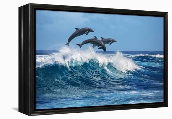 Three Beautiful Dolphins Jumping over Breaking Waves. Hawaii Pacific Ocean Wildlife Scenery. Marine-Willyam Bradberry-Framed Premier Image Canvas