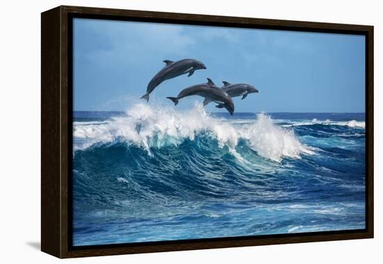 Three Beautiful Dolphins Jumping over Breaking Waves. Hawaii Pacific Ocean Wildlife Scenery. Marine-Willyam Bradberry-Framed Premier Image Canvas