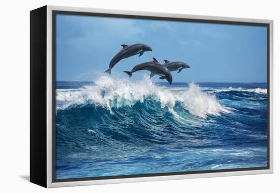 Three Beautiful Dolphins Jumping over Breaking Waves. Hawaii Pacific Ocean Wildlife Scenery. Marine-Willyam Bradberry-Framed Premier Image Canvas