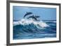 Three Beautiful Dolphins Jumping over Breaking Waves. Hawaii Pacific Ocean Wildlife Scenery. Marine-Willyam Bradberry-Framed Photographic Print