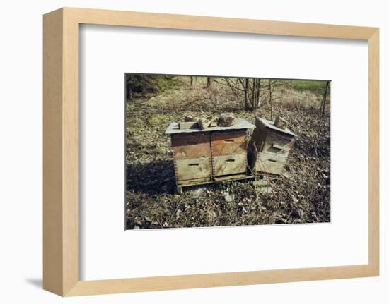 Three bee boxes at the edge of aforest on a meadow with sun in autumn-Axel Killian-Framed Photographic Print