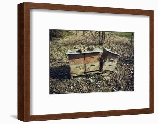 Three bee boxes at the edge of aforest on a meadow with sun in autumn-Axel Killian-Framed Photographic Print