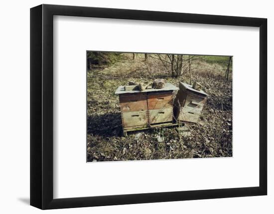 Three bee boxes at the edge of aforest on a meadow with sun in autumn-Axel Killian-Framed Photographic Print