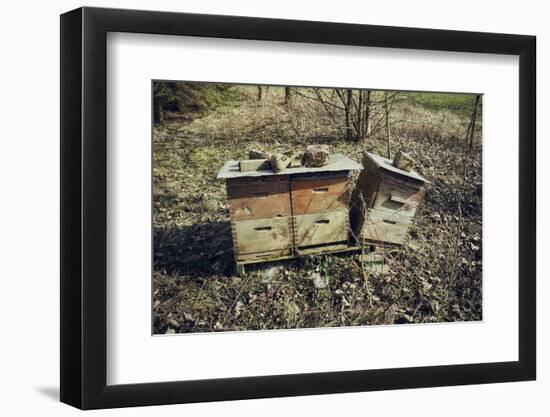 Three bee boxes at the edge of aforest on a meadow with sun in autumn-Axel Killian-Framed Photographic Print