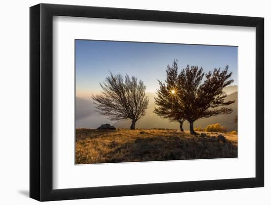 Three beech trees at sunset with Lake Como on the background. Alto Lario, Como, Lombardy, Italy, Eu-ClickAlps-Framed Photographic Print