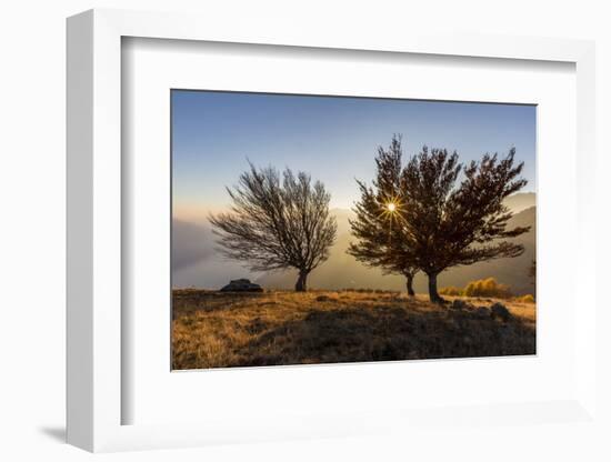 Three beech trees at sunset with Lake Como on the background. Alto Lario, Como, Lombardy, Italy, Eu-ClickAlps-Framed Photographic Print