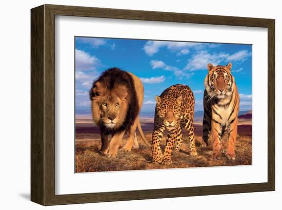 Three Big Cats-null-Framed Art Print