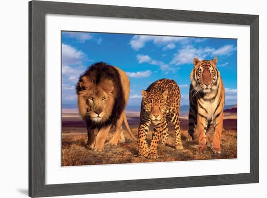 Three Big Cats-null-Framed Art Print