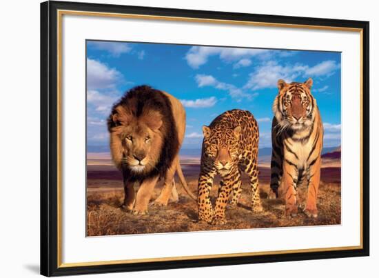 Three Big Cats-null-Framed Art Print
