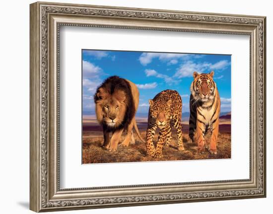 Three Big Cats-null-Framed Art Print