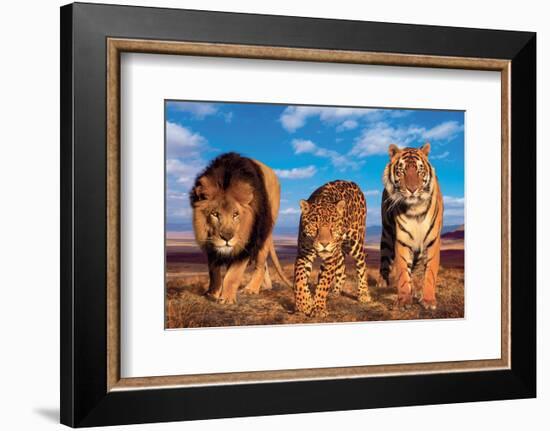 Three Big Cats-null-Framed Art Print