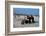 Three Bikers Take the Sand Off their Chromium-Plated Motorbikes-Mario de Biasi-Framed Photographic Print