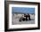 Three Bikers Take the Sand Off their Chromium-Plated Motorbikes-Mario de Biasi-Framed Photographic Print