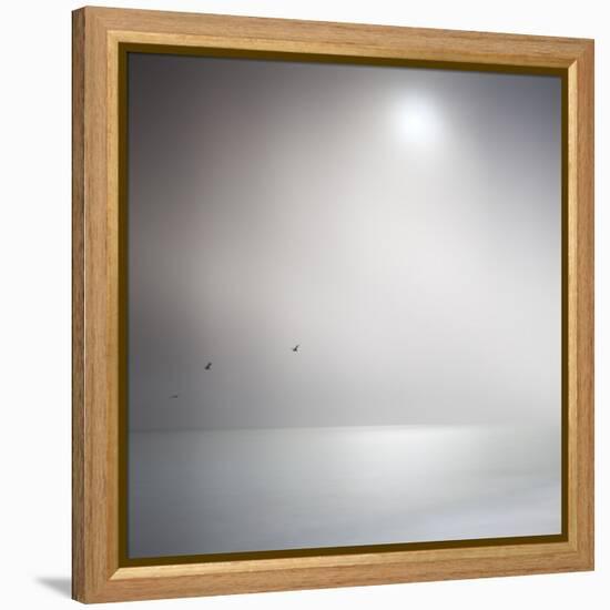 Three Birds Xi-Doug Chinnery-Framed Premier Image Canvas