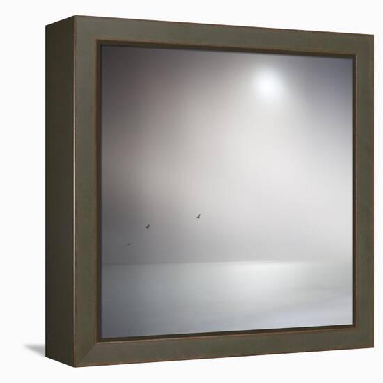 Three Birds Xi-Doug Chinnery-Framed Premier Image Canvas