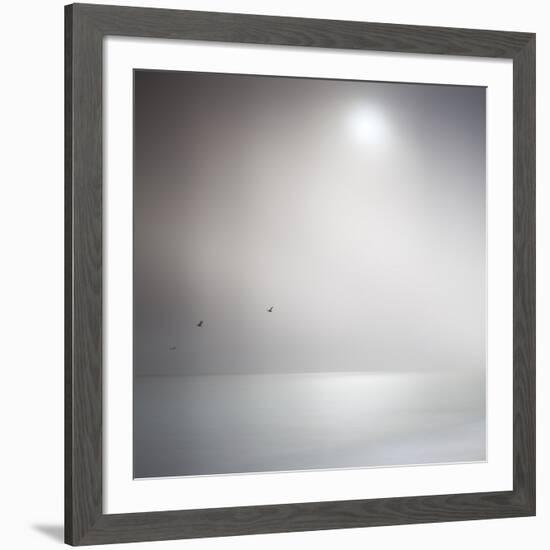 Three Birds Xi-Doug Chinnery-Framed Premium Photographic Print