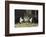 Three Black and White Dutch Domestic Rabbits-null-Framed Photographic Print