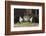 Three Black and White Dutch Domestic Rabbits-null-Framed Photographic Print