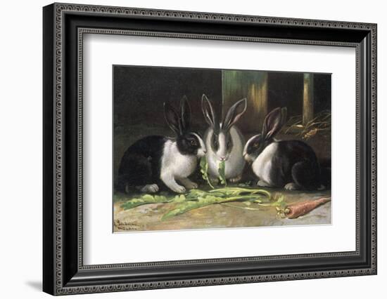 Three Black and White Dutch Domestic Rabbits-null-Framed Photographic Print