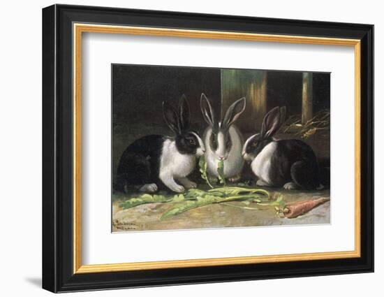 Three Black and White Dutch Domestic Rabbits-null-Framed Photographic Print