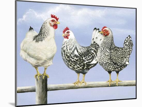 Three Black and White Hens-Janet Pidoux-Mounted Giclee Print