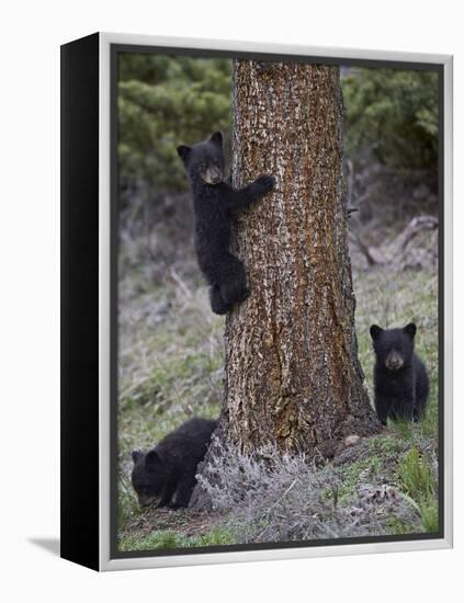 Three Black Bear (Ursus Americanus) Cubs of the Year-James Hager-Framed Premier Image Canvas