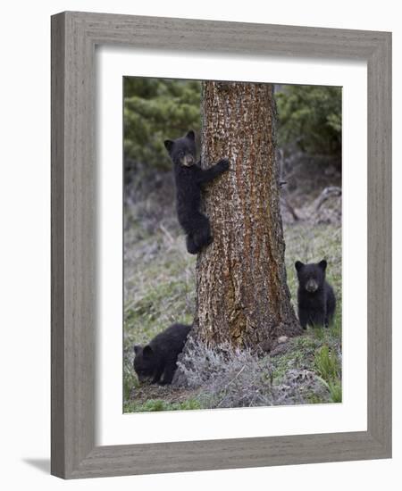 Three Black Bear (Ursus Americanus) Cubs of the Year-James Hager-Framed Photographic Print