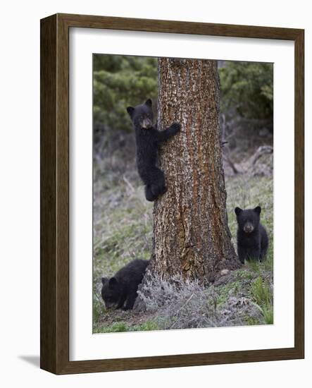 Three Black Bear (Ursus Americanus) Cubs of the Year-James Hager-Framed Photographic Print