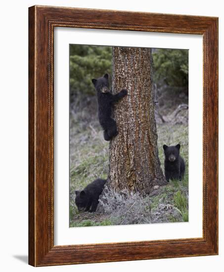 Three Black Bear (Ursus Americanus) Cubs of the Year-James Hager-Framed Photographic Print