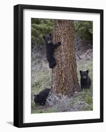 Three Black Bear (Ursus Americanus) Cubs of the Year-James Hager-Framed Photographic Print