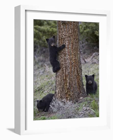 Three Black Bear (Ursus Americanus) Cubs of the Year-James Hager-Framed Photographic Print