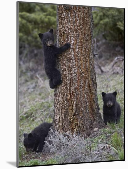 Three Black Bear (Ursus Americanus) Cubs of the Year-James Hager-Mounted Photographic Print