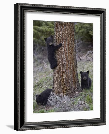 Three Black Bear (Ursus Americanus) Cubs of the Year-James Hager-Framed Photographic Print