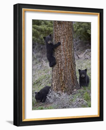 Three Black Bear (Ursus Americanus) Cubs of the Year-James Hager-Framed Photographic Print