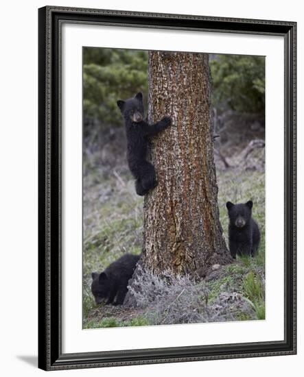 Three Black Bear (Ursus Americanus) Cubs of the Year-James Hager-Framed Photographic Print