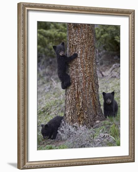 Three Black Bear (Ursus Americanus) Cubs of the Year-James Hager-Framed Photographic Print