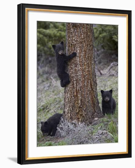 Three Black Bear (Ursus Americanus) Cubs of the Year-James Hager-Framed Photographic Print